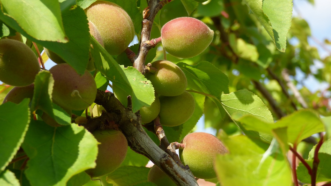 Image - tree apricot a branch fruit