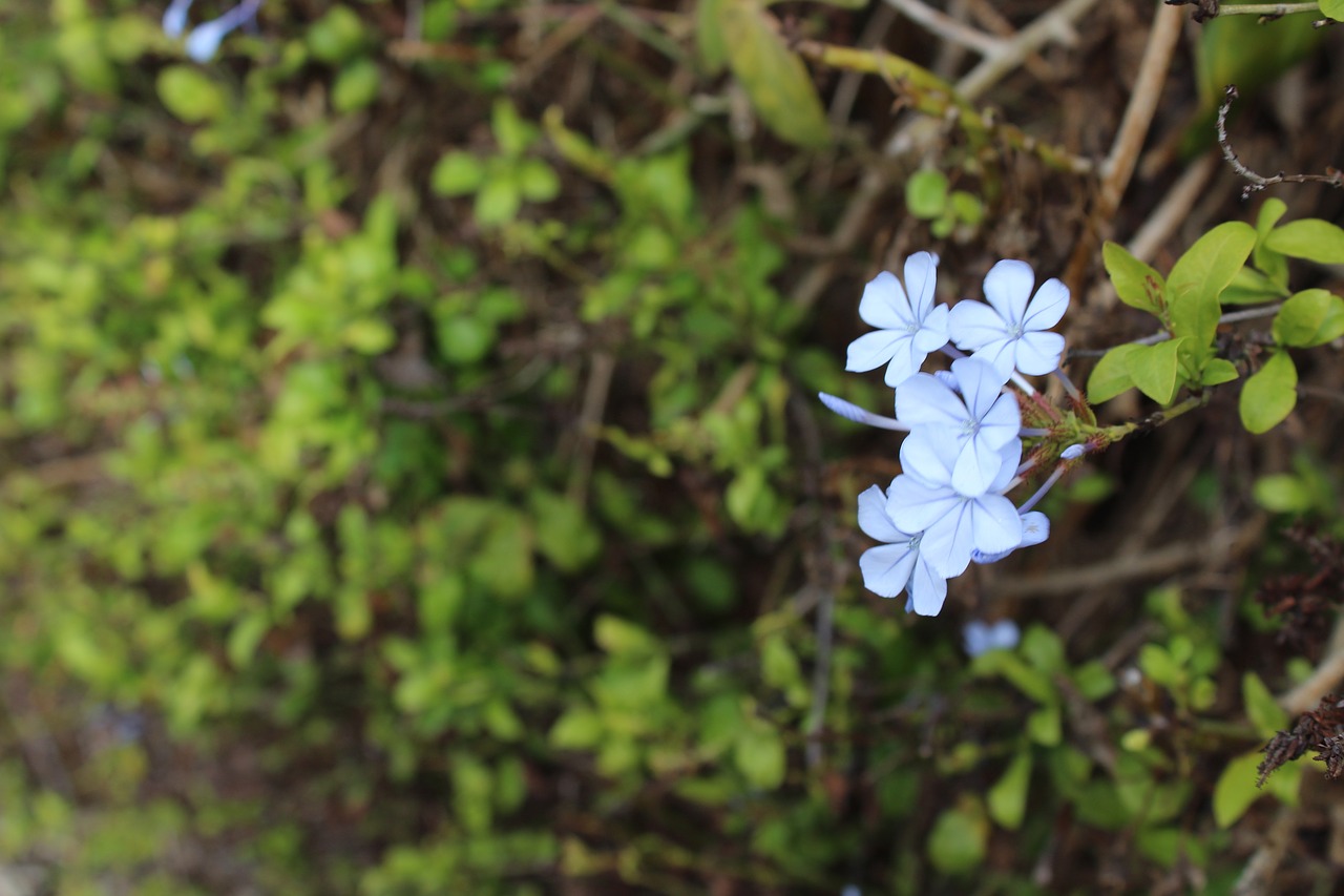 Image - flowers blue nature boulders