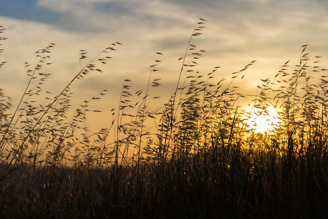Image - landscape sunset spikes sun summer
