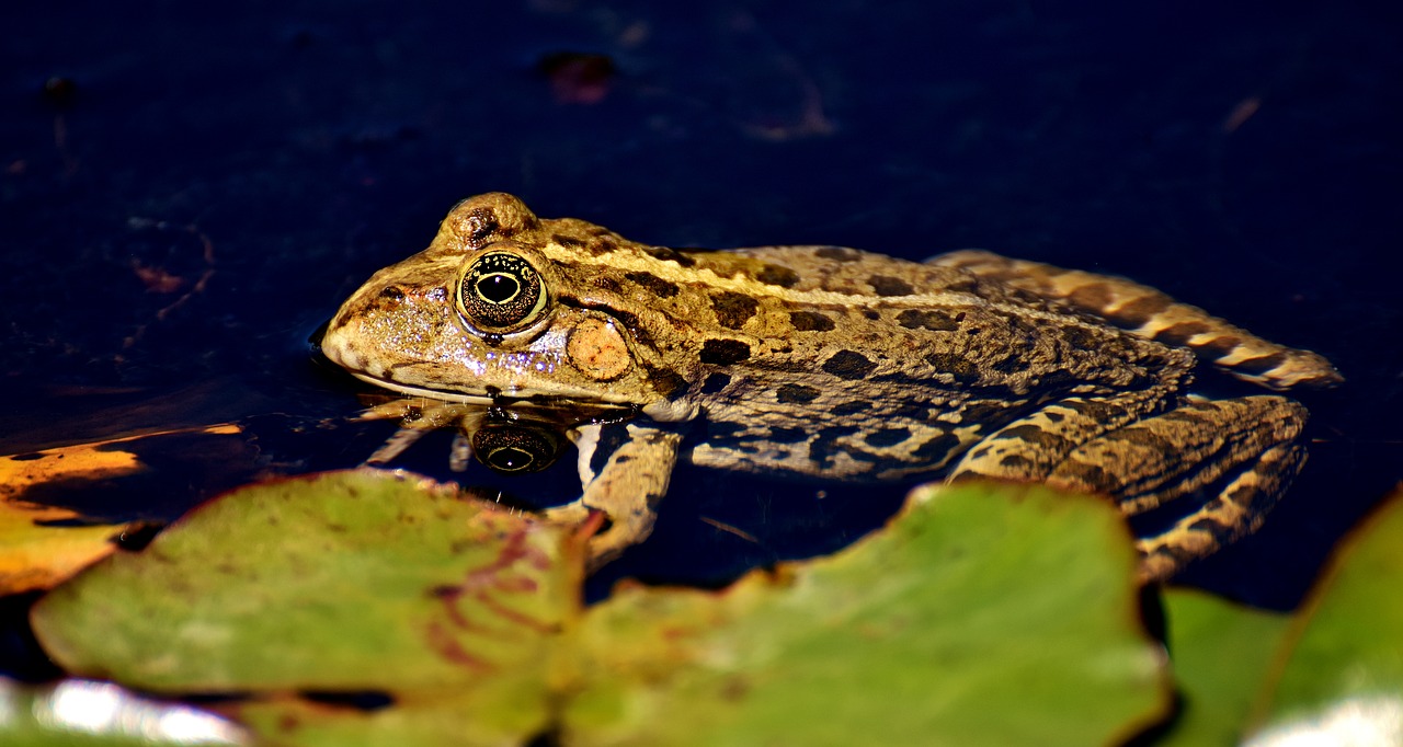 Image - frog pond animal water frog