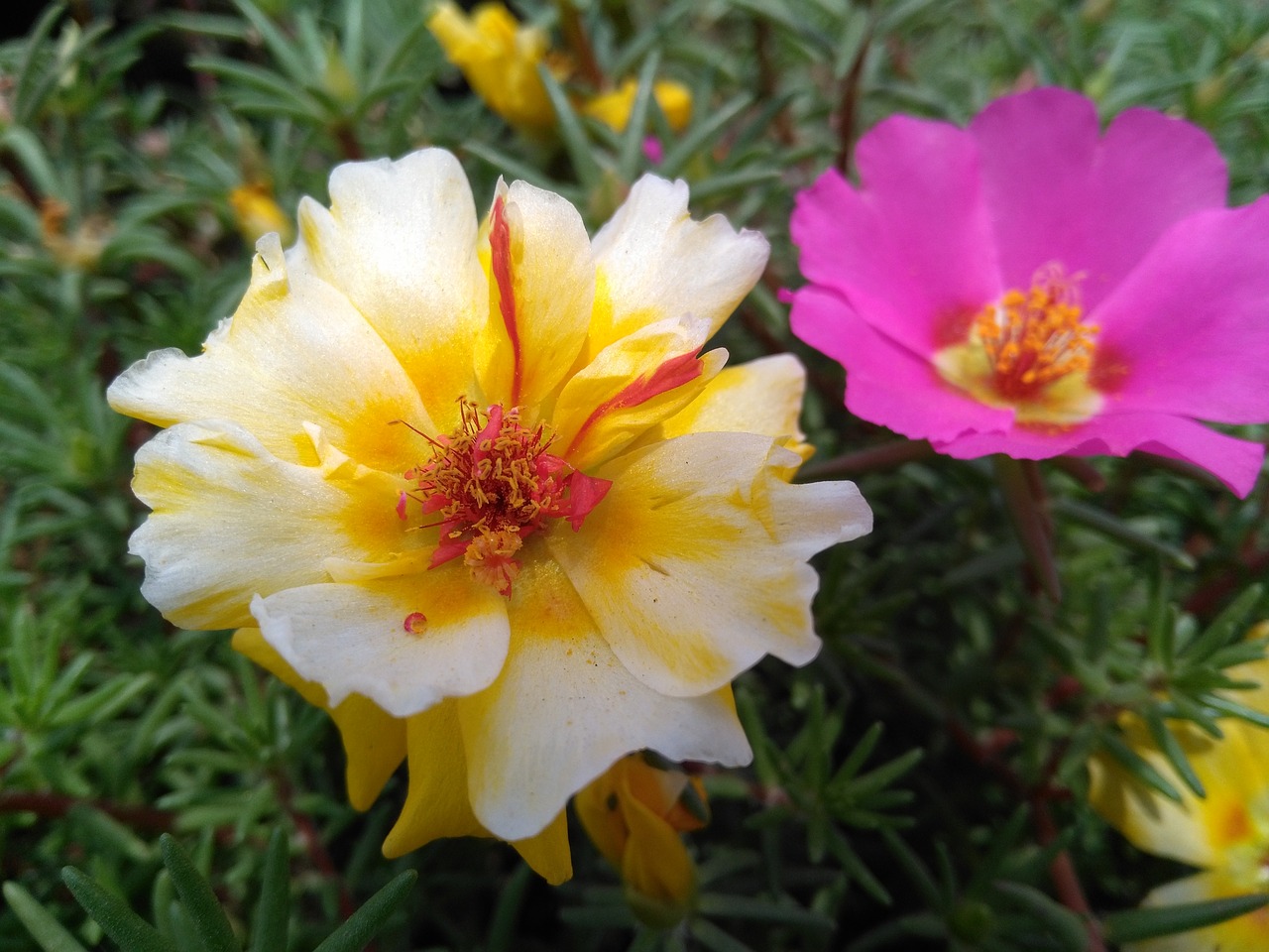 Image - portulaca oleracea l purslane flowers