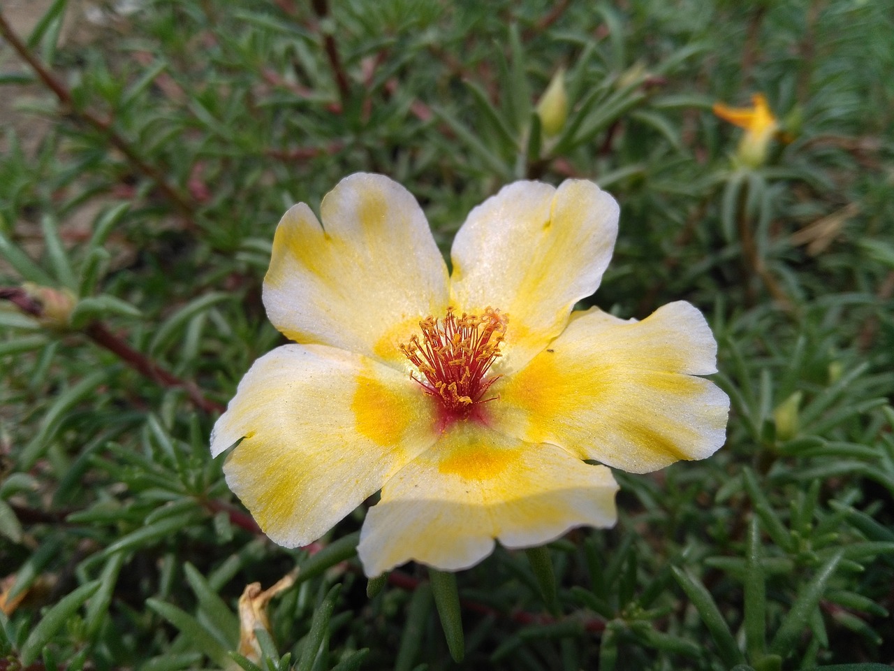 Image - portulaca oleracea l purslane flowers