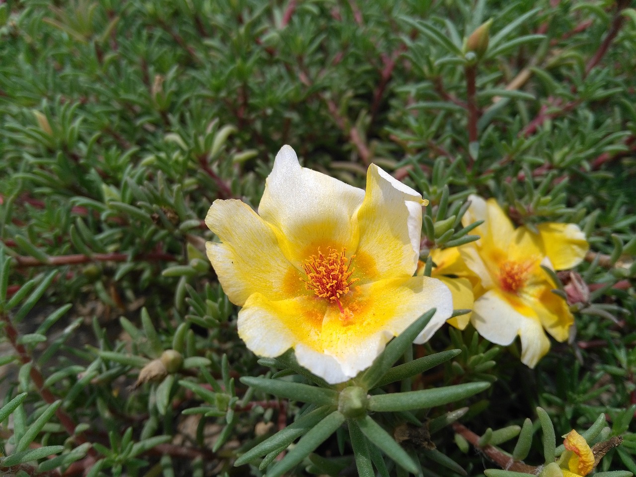 Image - portulaca oleracea l purslane flowers