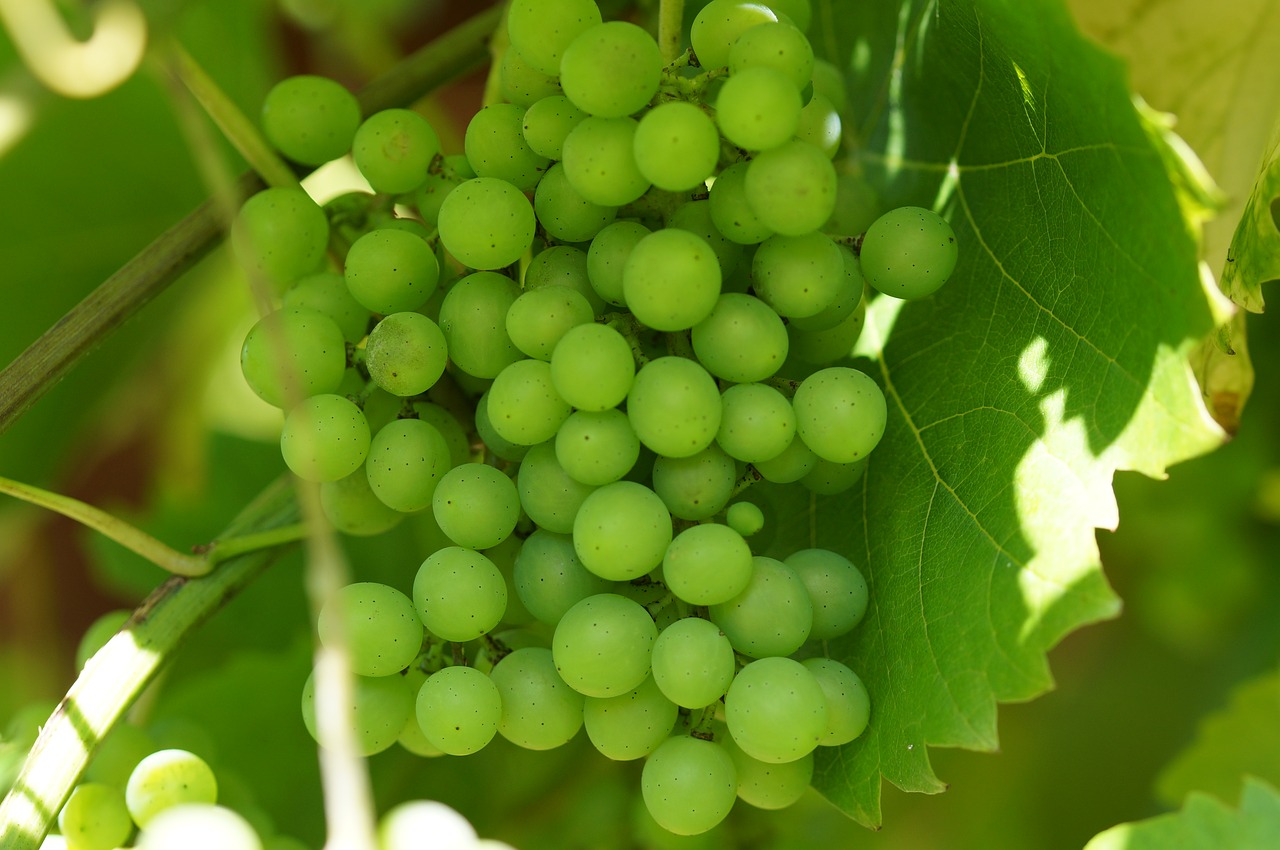 Image - green grapes wine winegrowing vine