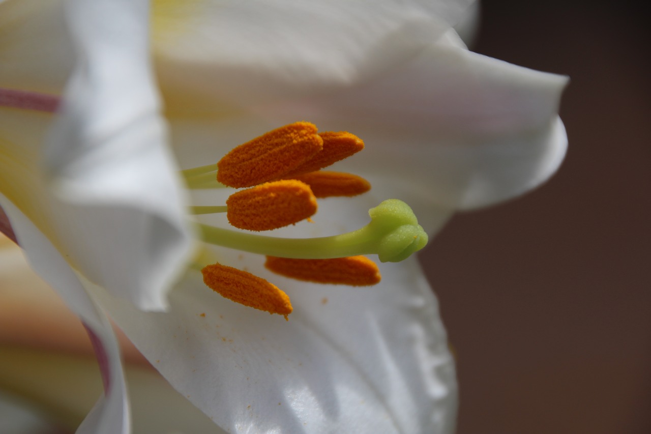Image - lily stamp yellow blossom bloom