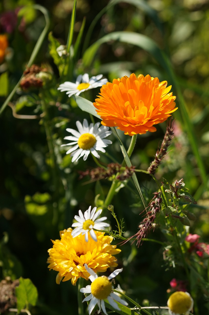 Image - wildflowers yellow orange white