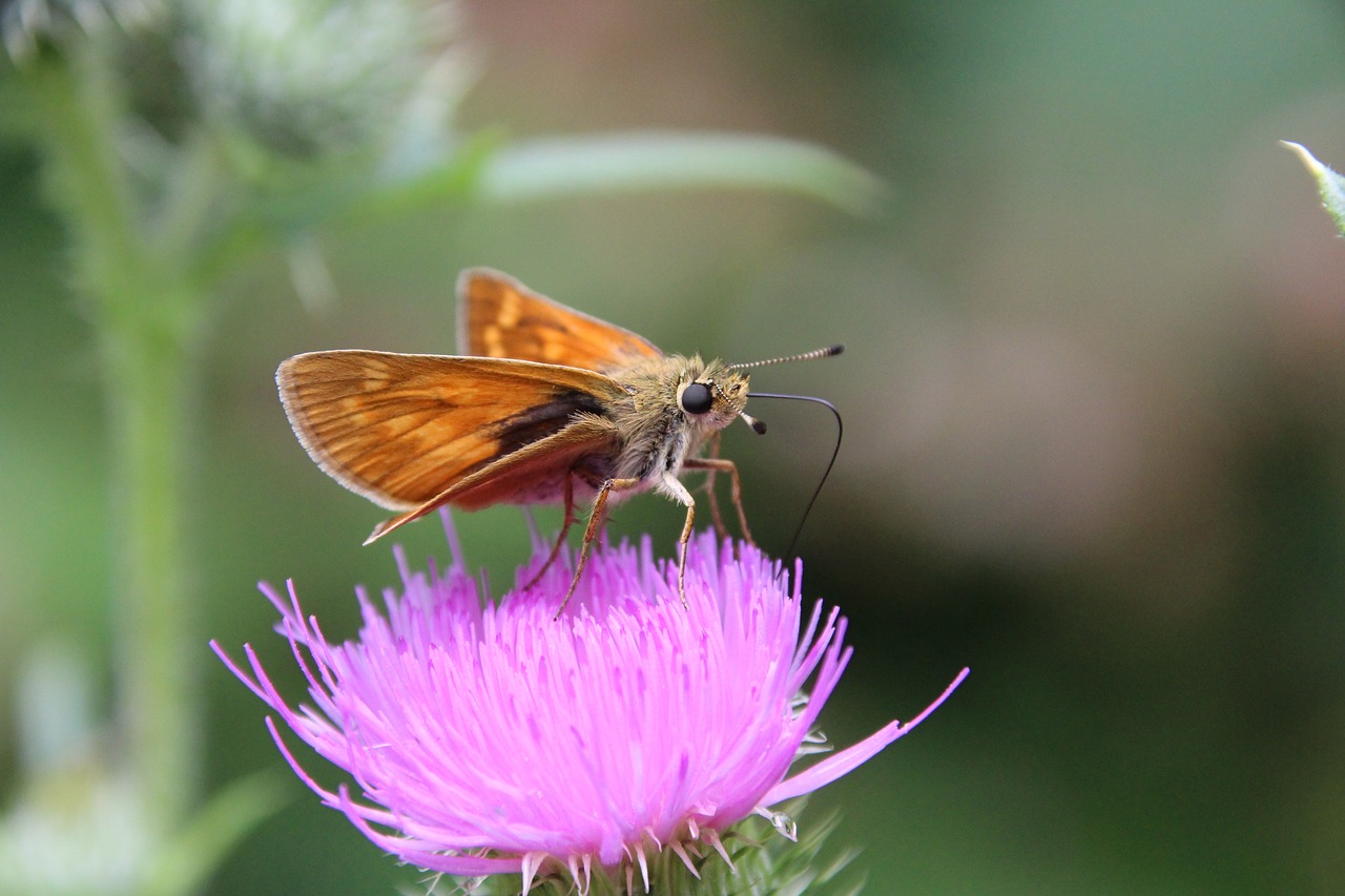 Image - butterfly thistle insect