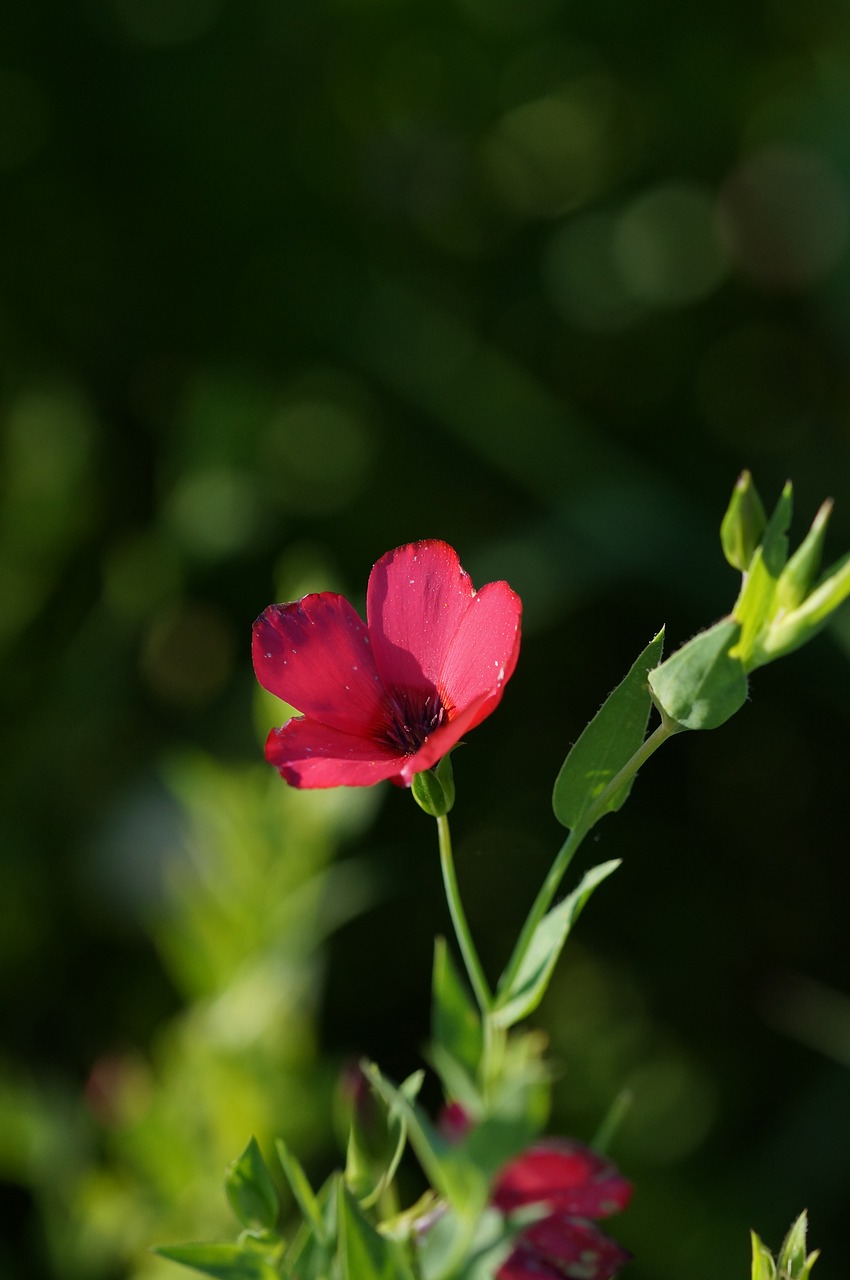 Image - wild flower small red macro green
