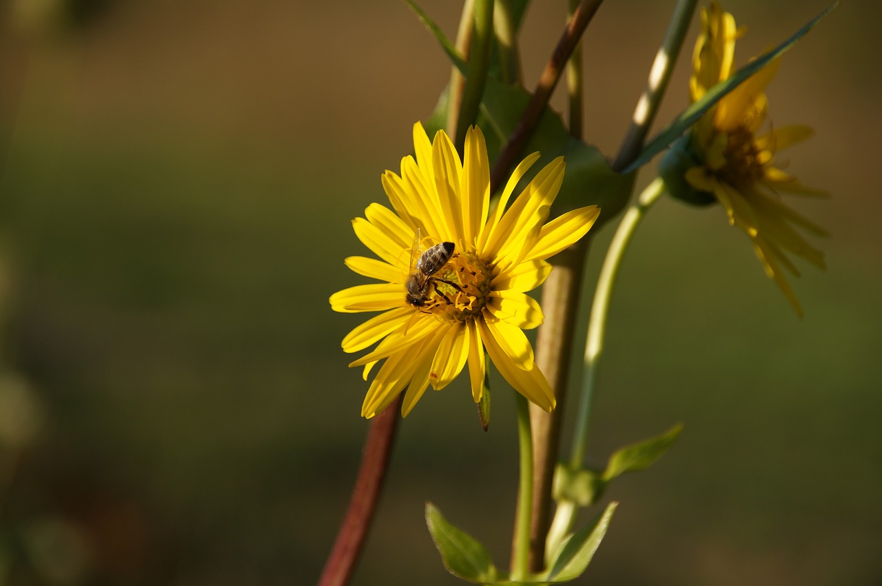 Image - by growing cup plant bee blossom