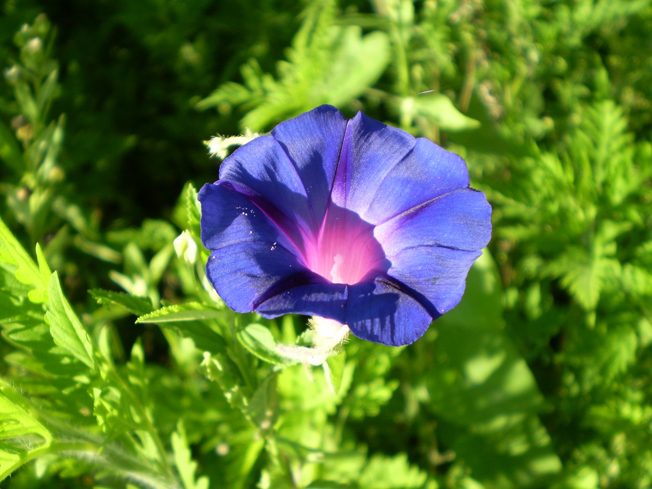 Image - bell blue flower field bindweed