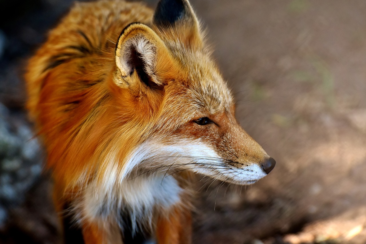 Image - fuchs animal world wild animal