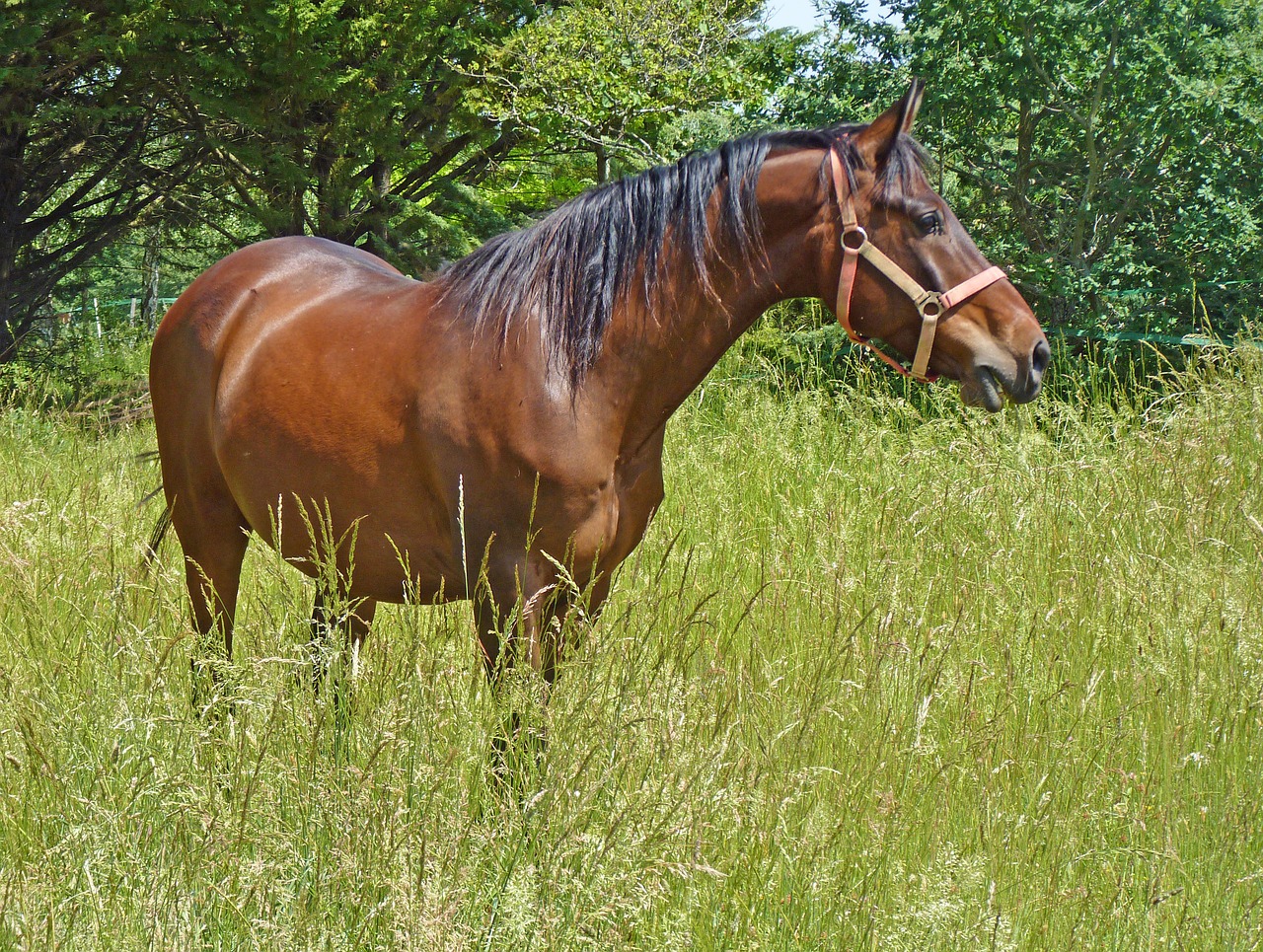 Image - horse pure arab blood arabic horses
