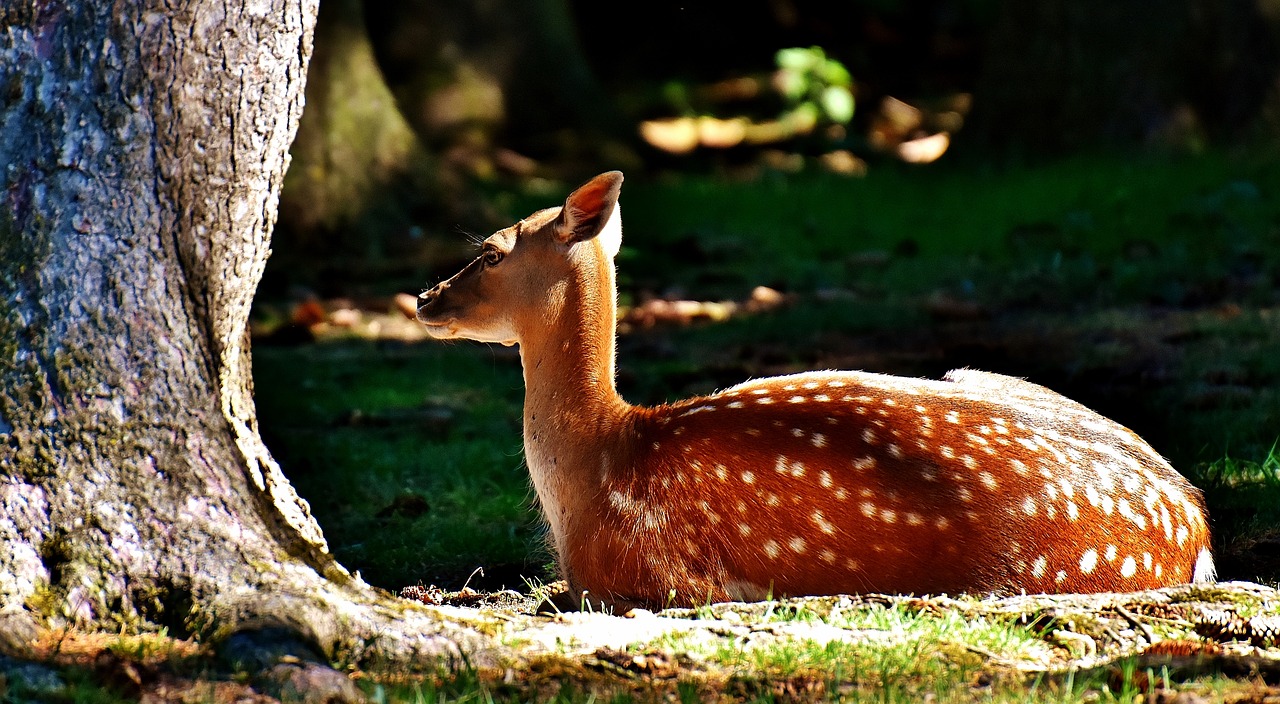 Image - roe deer wild forest animal scheu