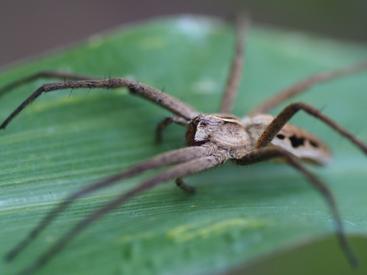 Image - spider garden close animal world