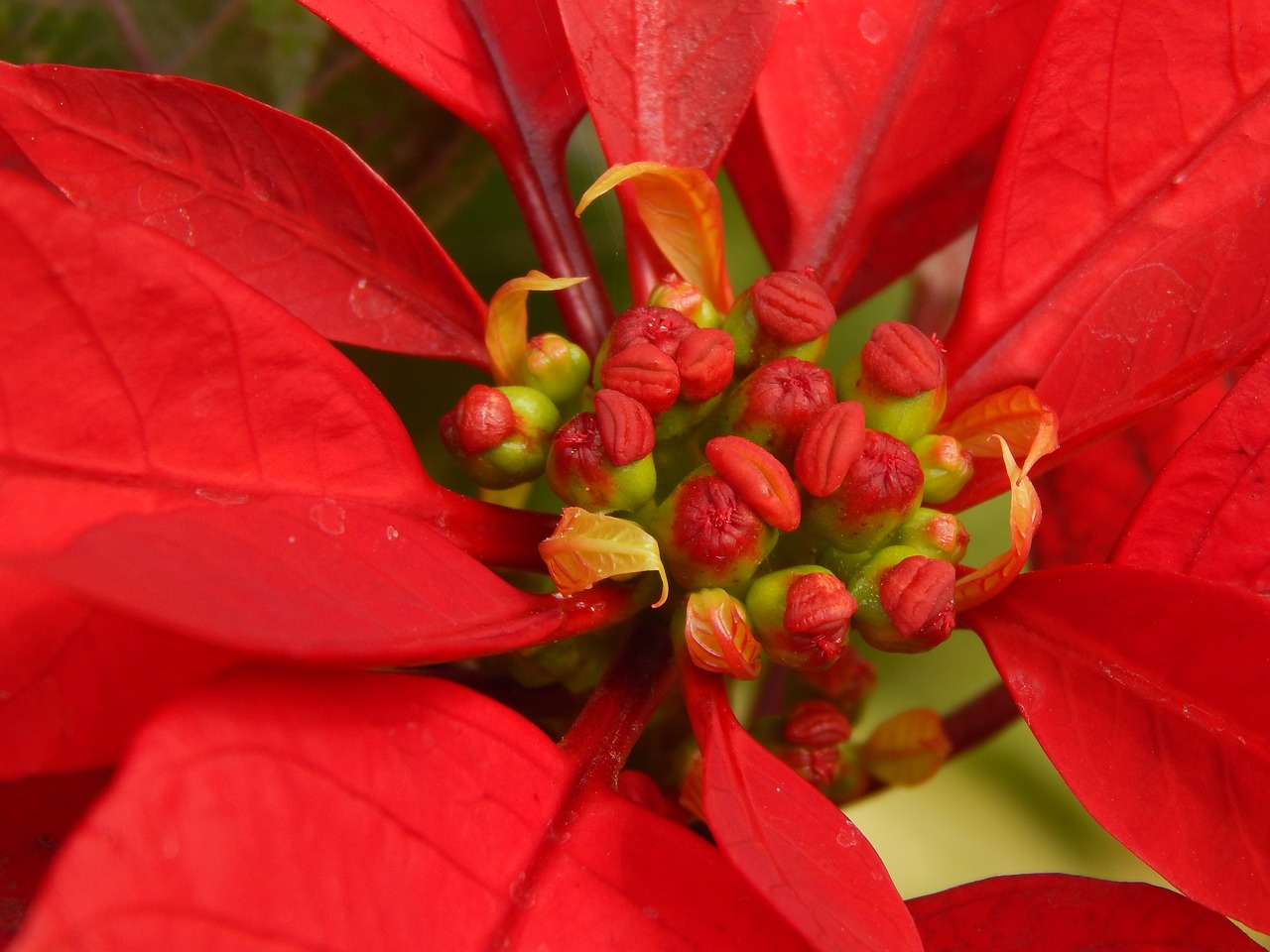 Image - star federal red flower pistils