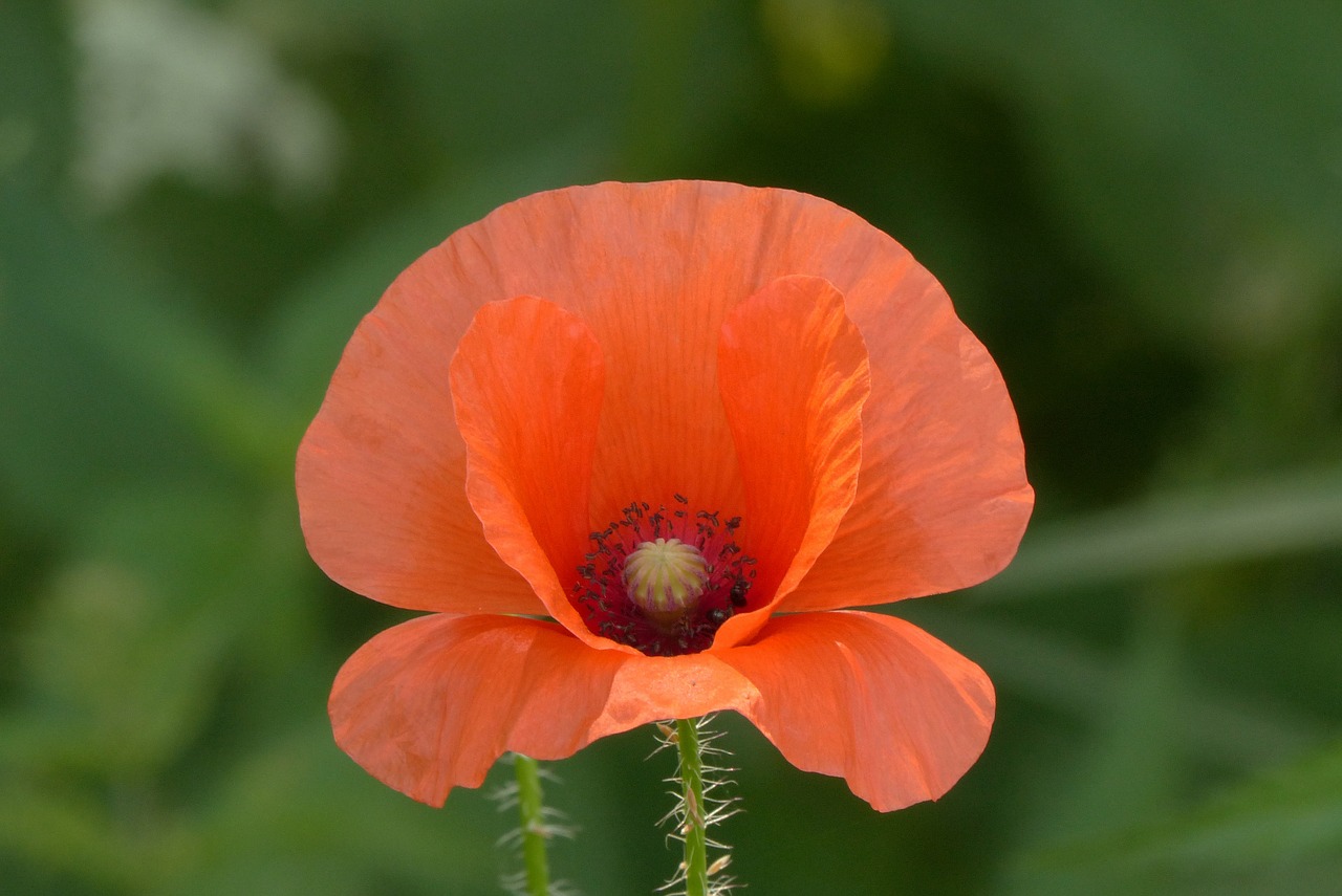 Image - poppy field flower flora nature