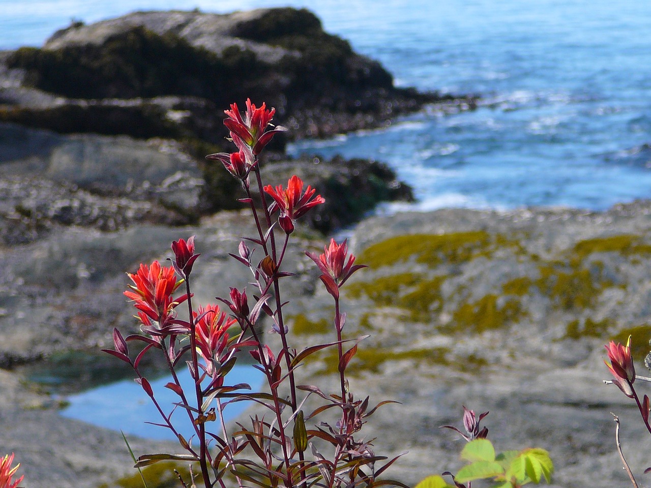 Image - canada vancouver island