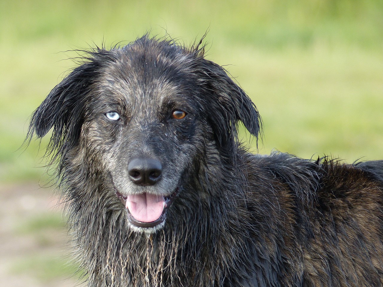 Image - dog crossing eyes face cute