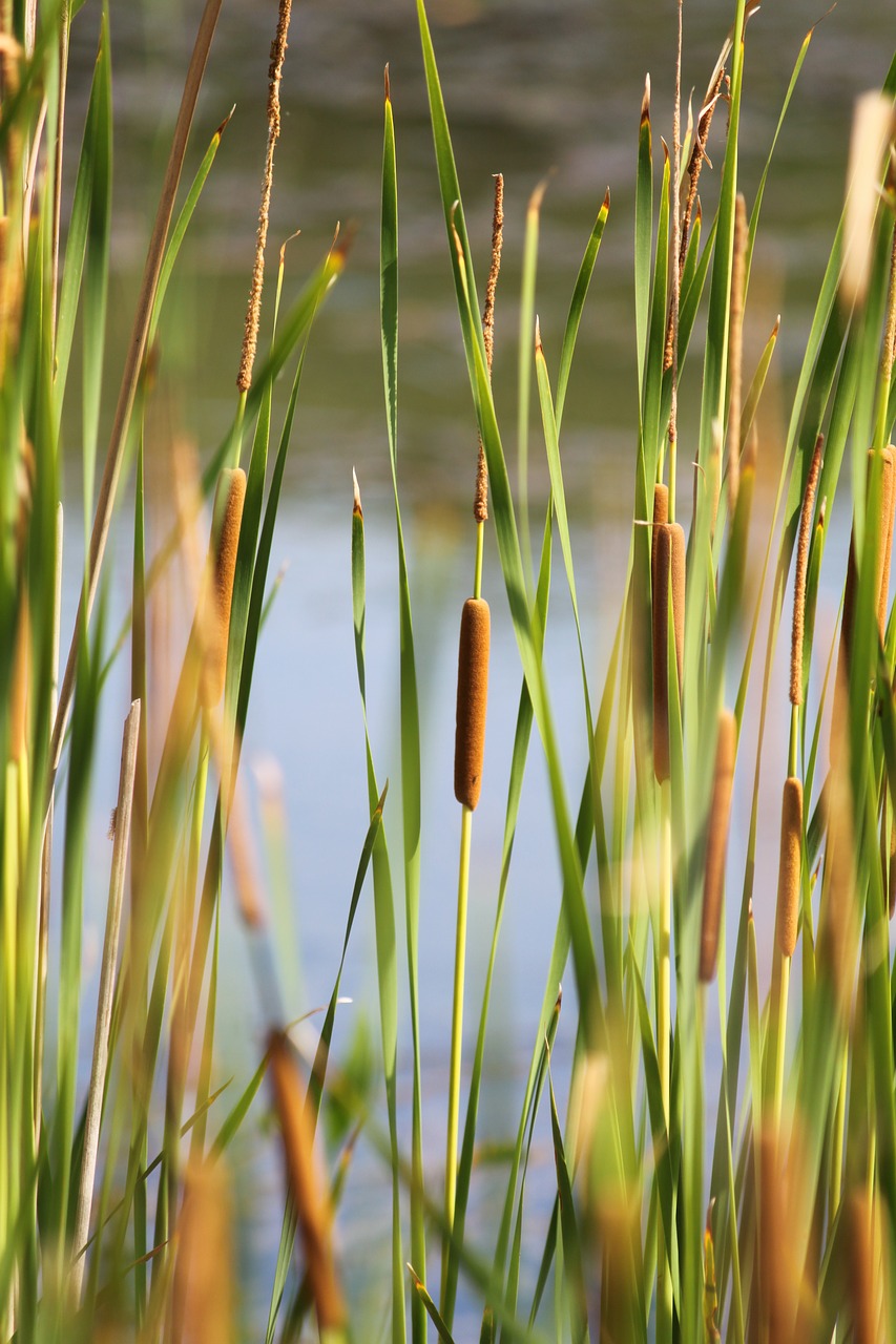 Image - cattail pond nature lake grass