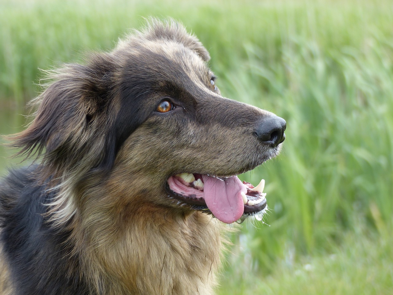 Image - dog crossing brown split face face