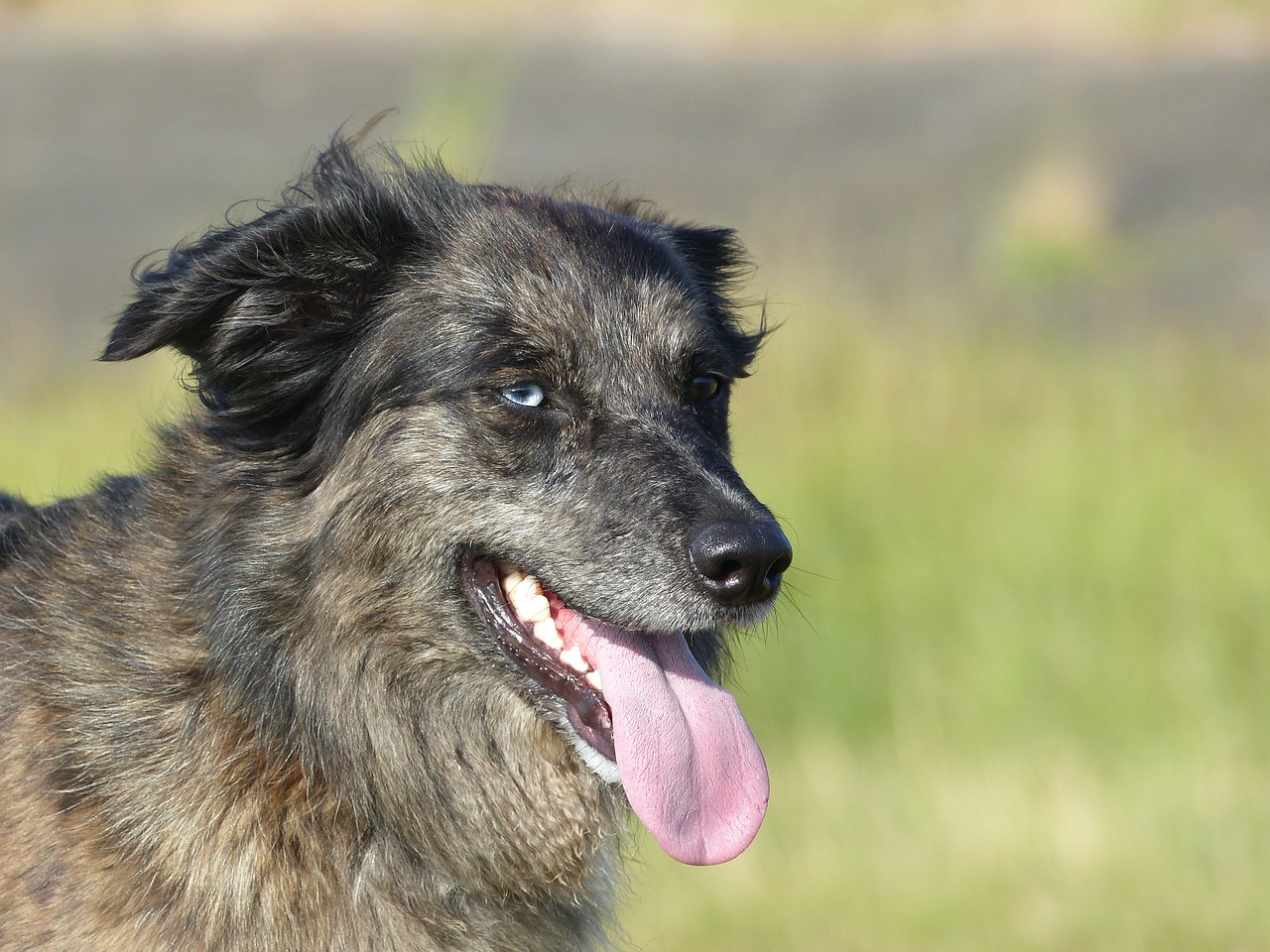 Image - close up dierenportret dog dogs