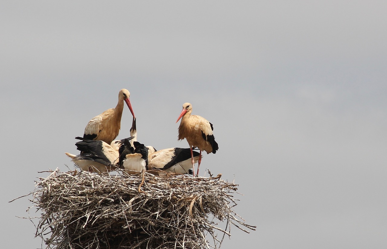 Image - storchennest storks rattle stork