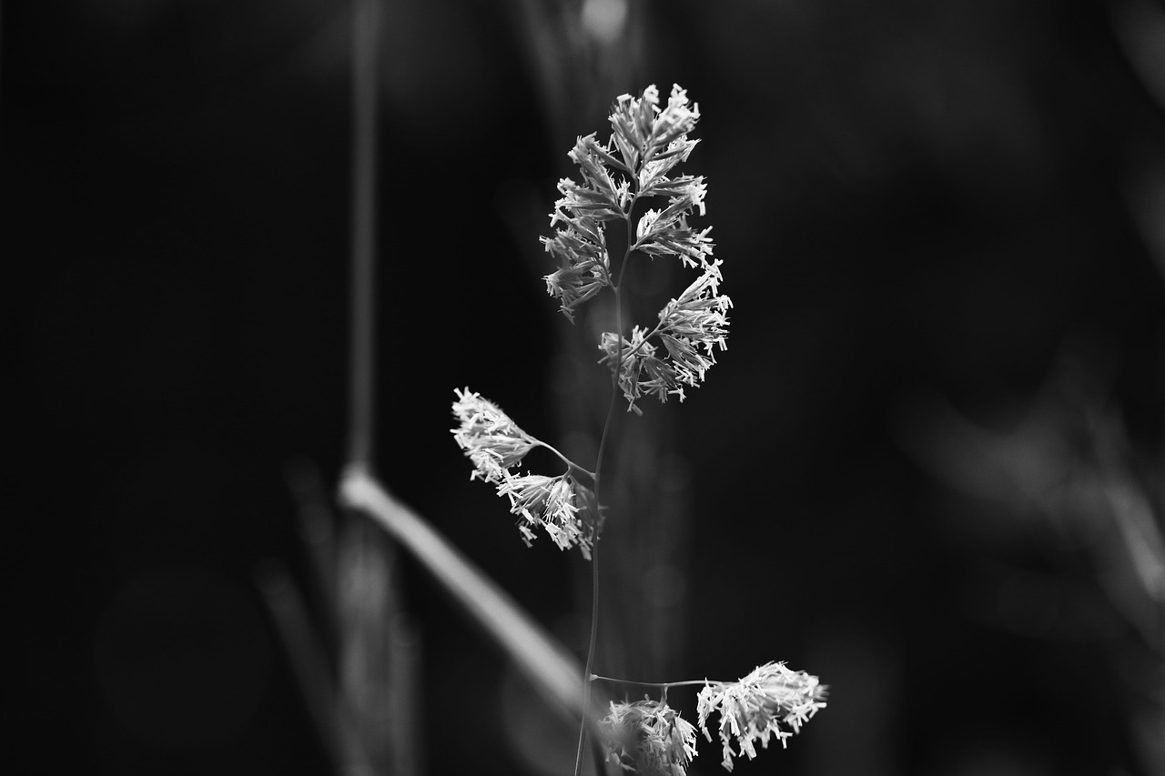 Image - straw nature grass summer macro