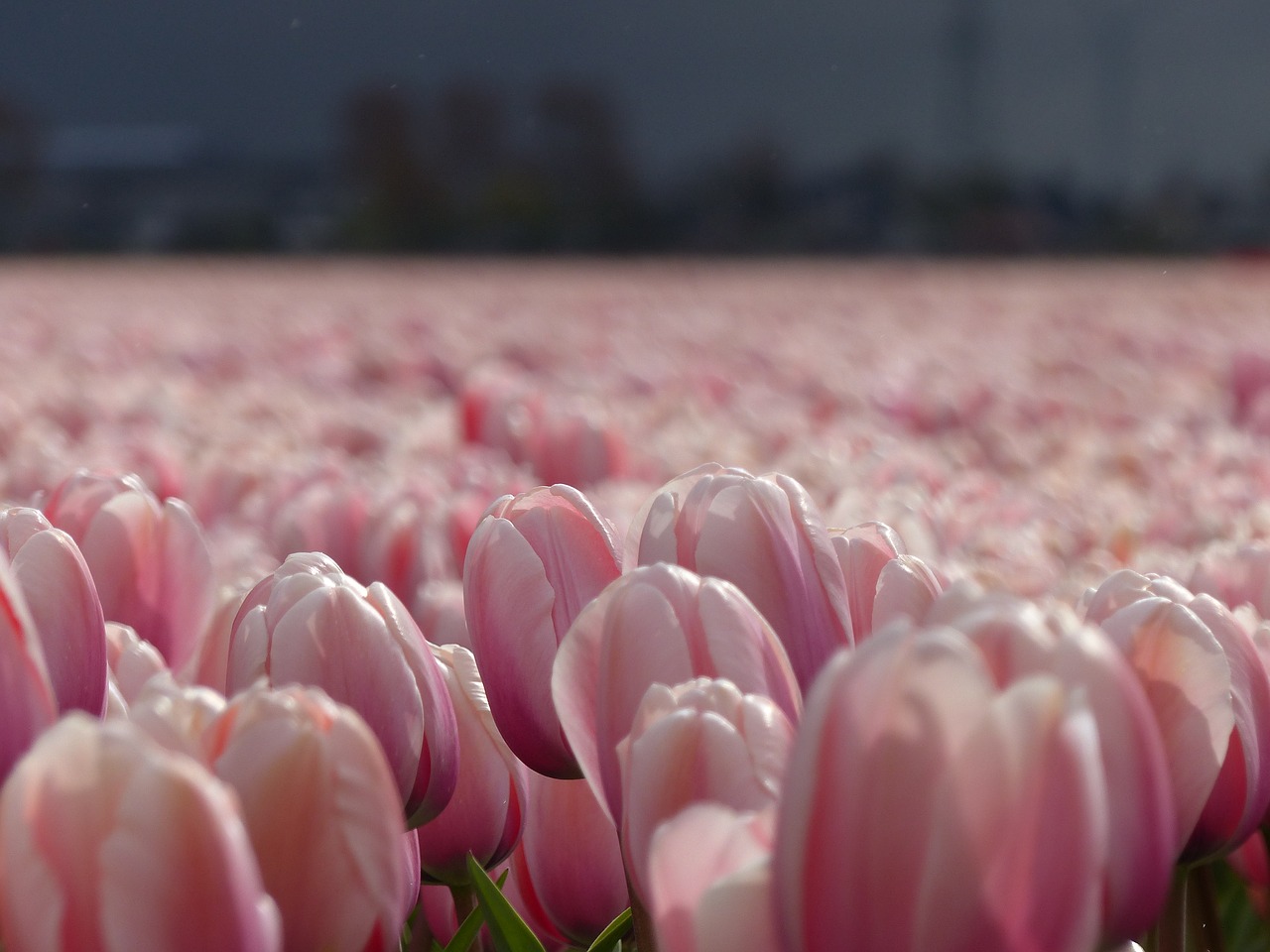 Image - flowers tulips nature bloom