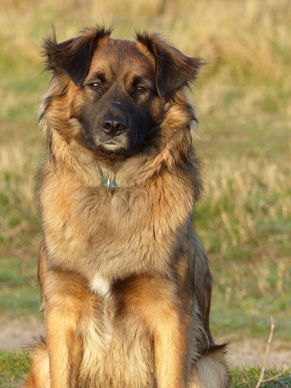 Image - animal dog bitch brown nice dogs