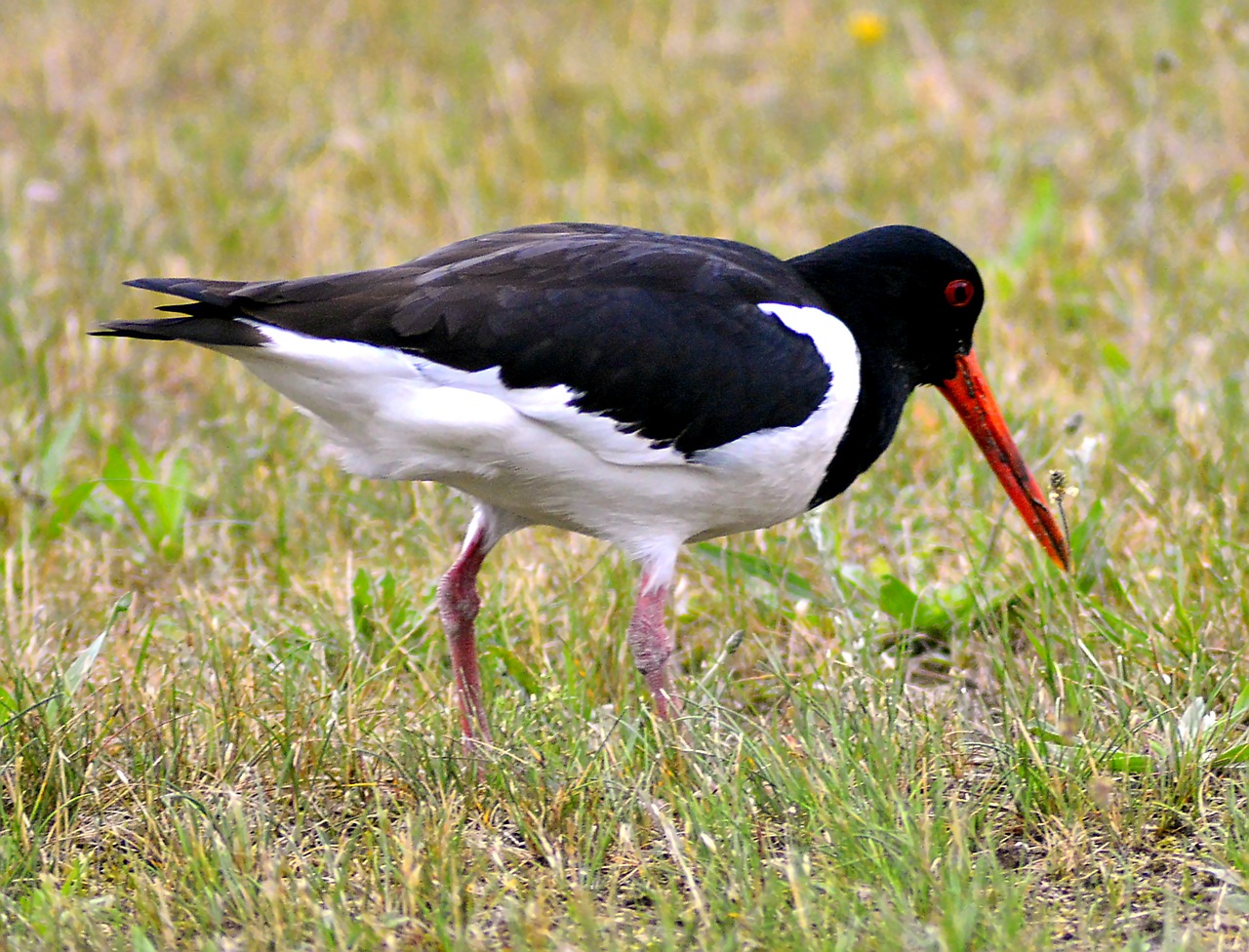 Image - oystercatcher bird animal world