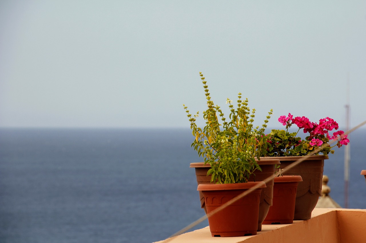 Image - flowers pot sea view herbs pots