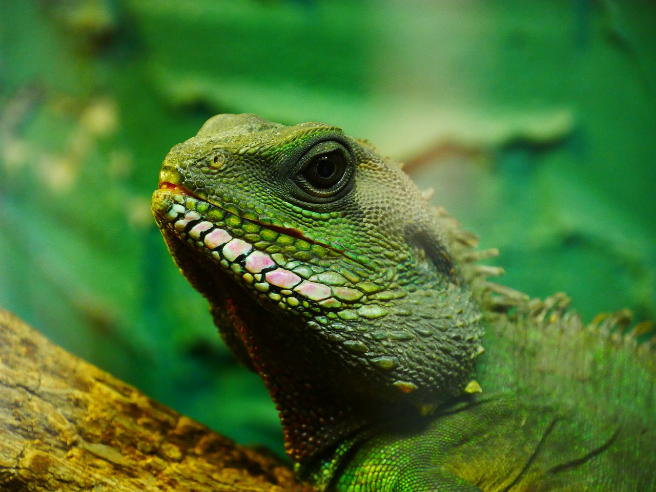 Image - chameleon green lizard animal