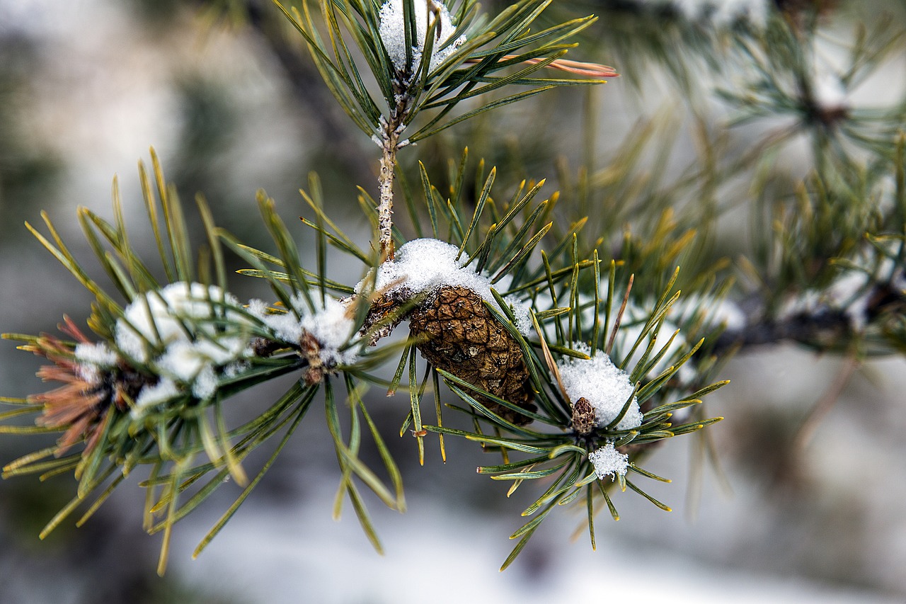 Image - tree pine needles cone snow