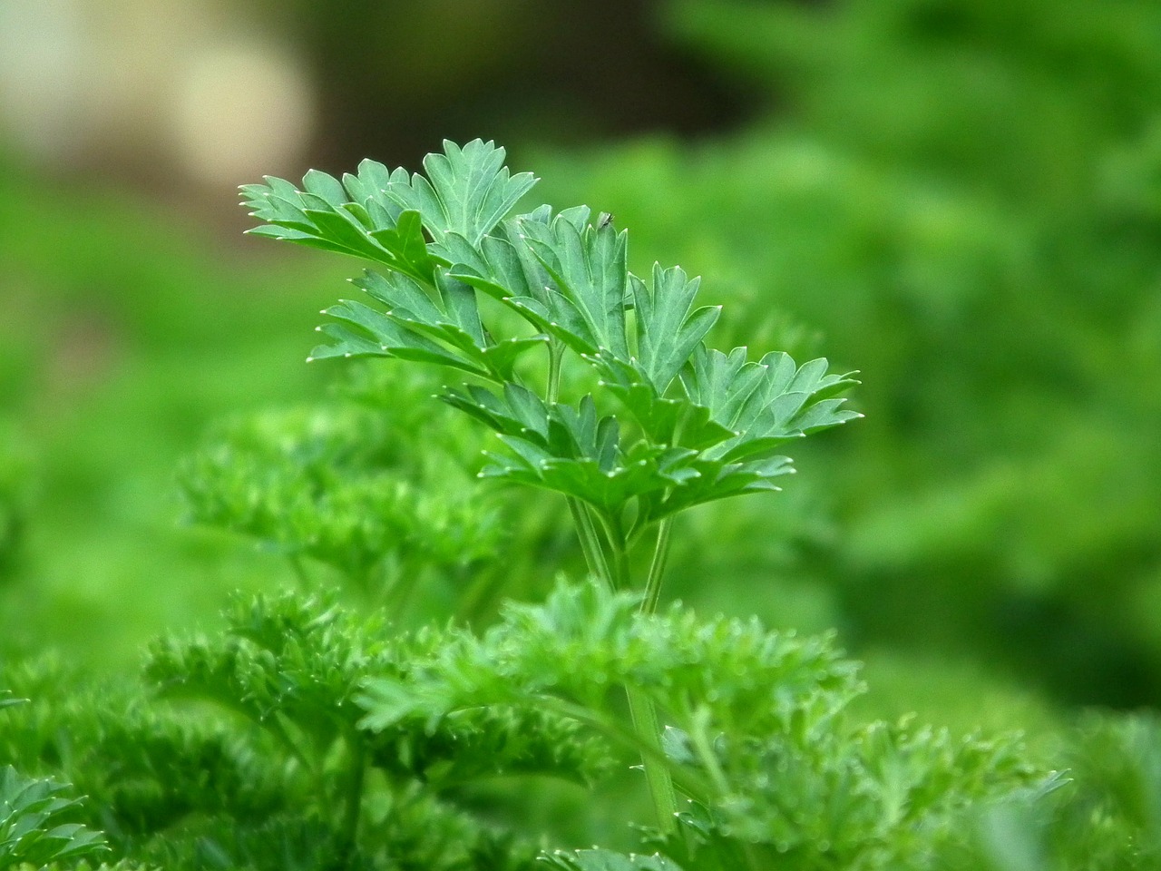 Image - parsley seasoning salad greens