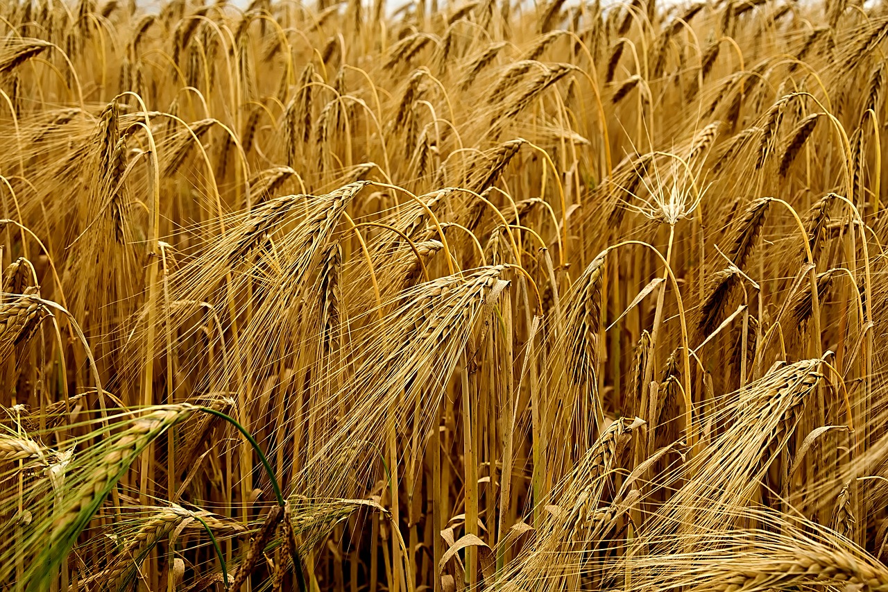 Image - cereals field barley ear