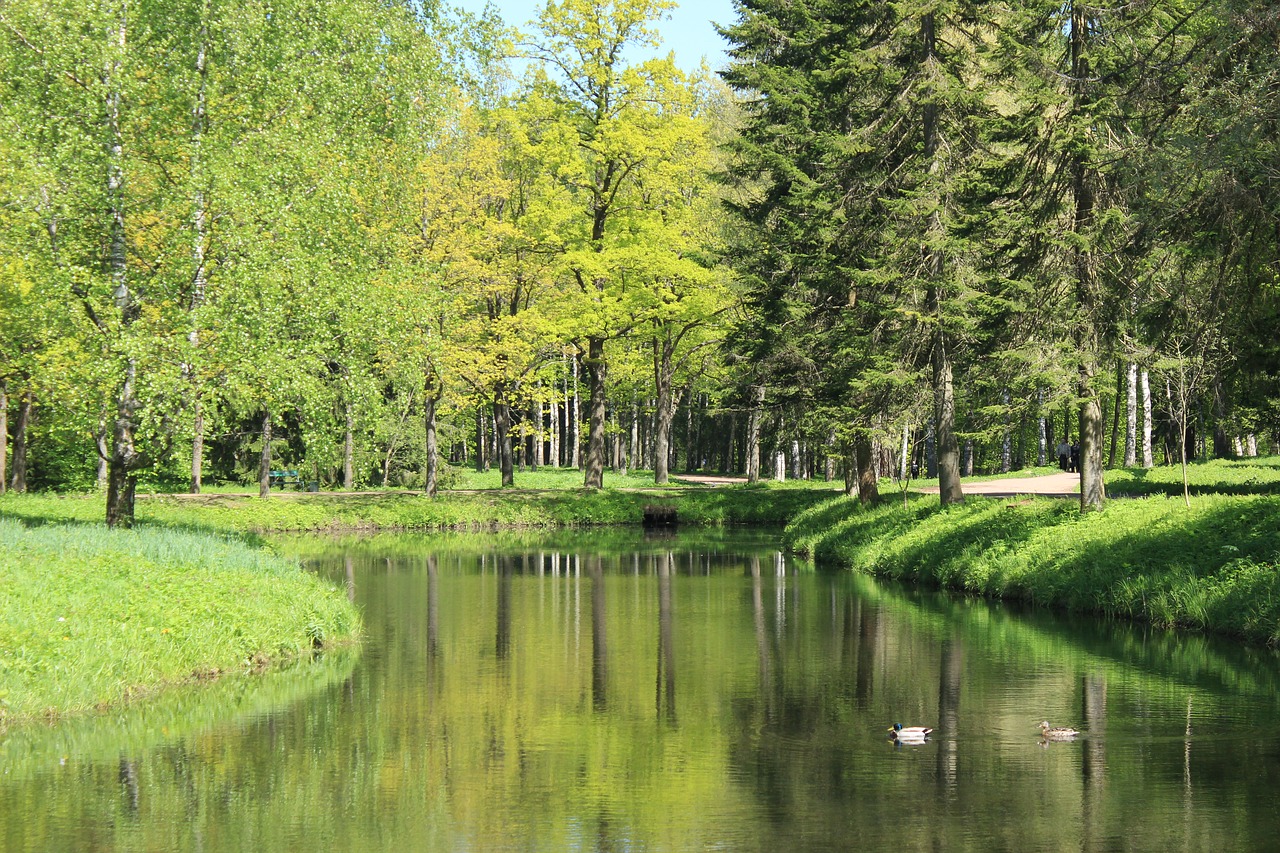 Image - green tree water duck natural