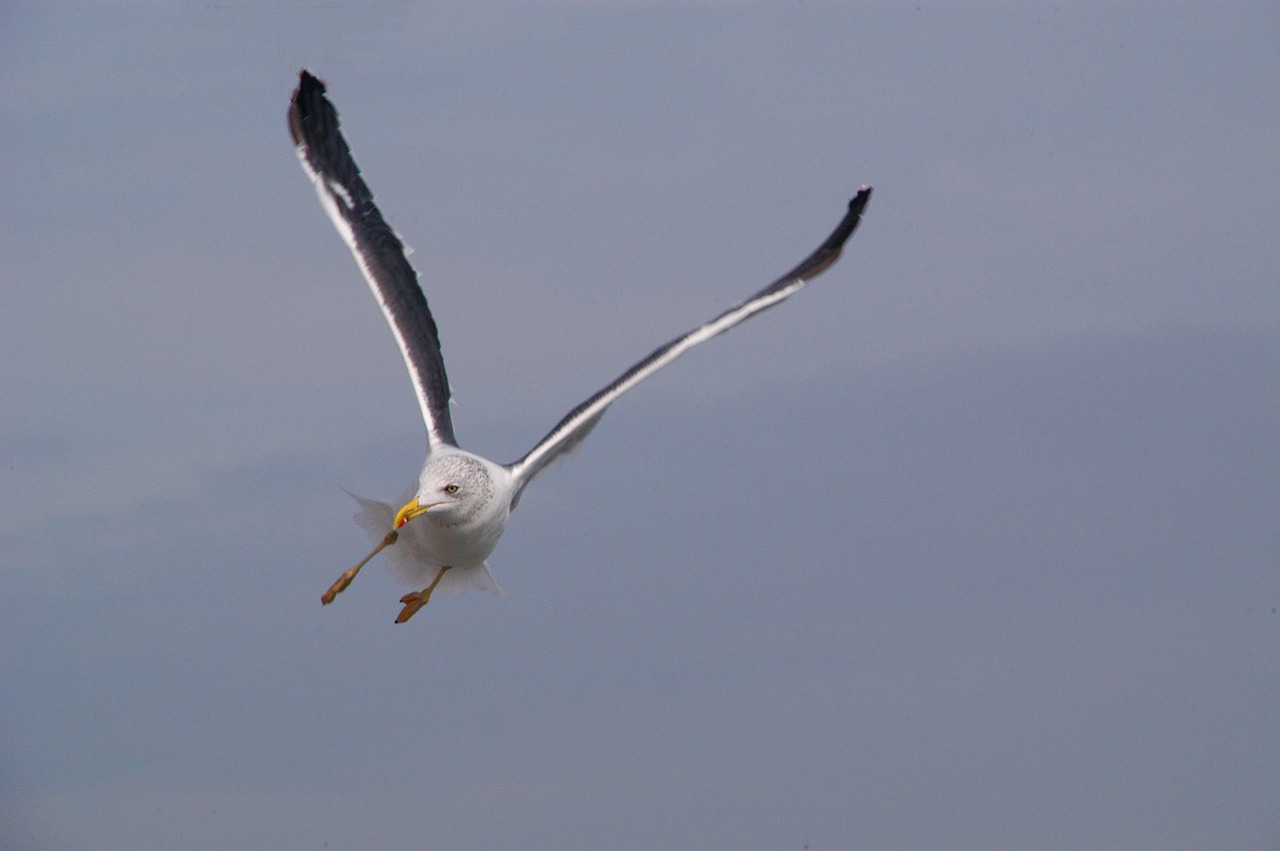 Image - fauna animal bird seagull