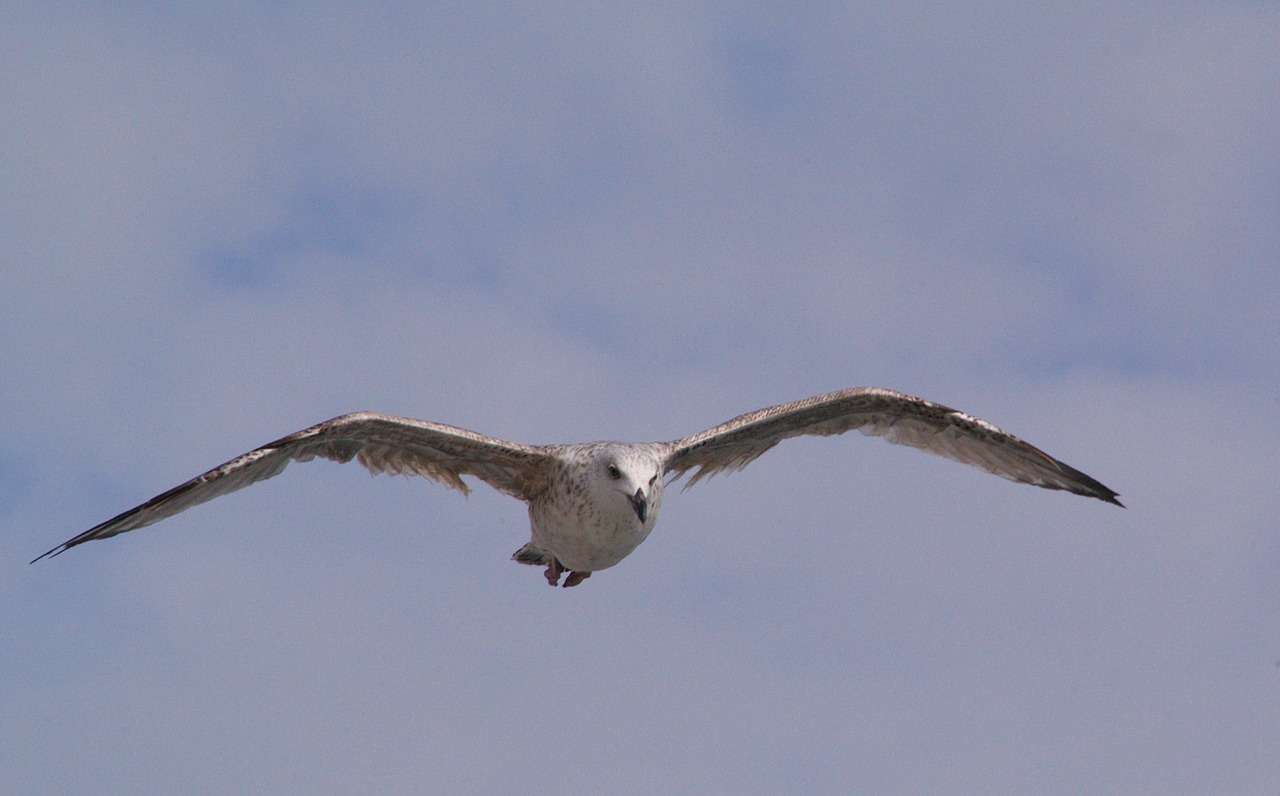 Image - fauna animal bird jvgent fly