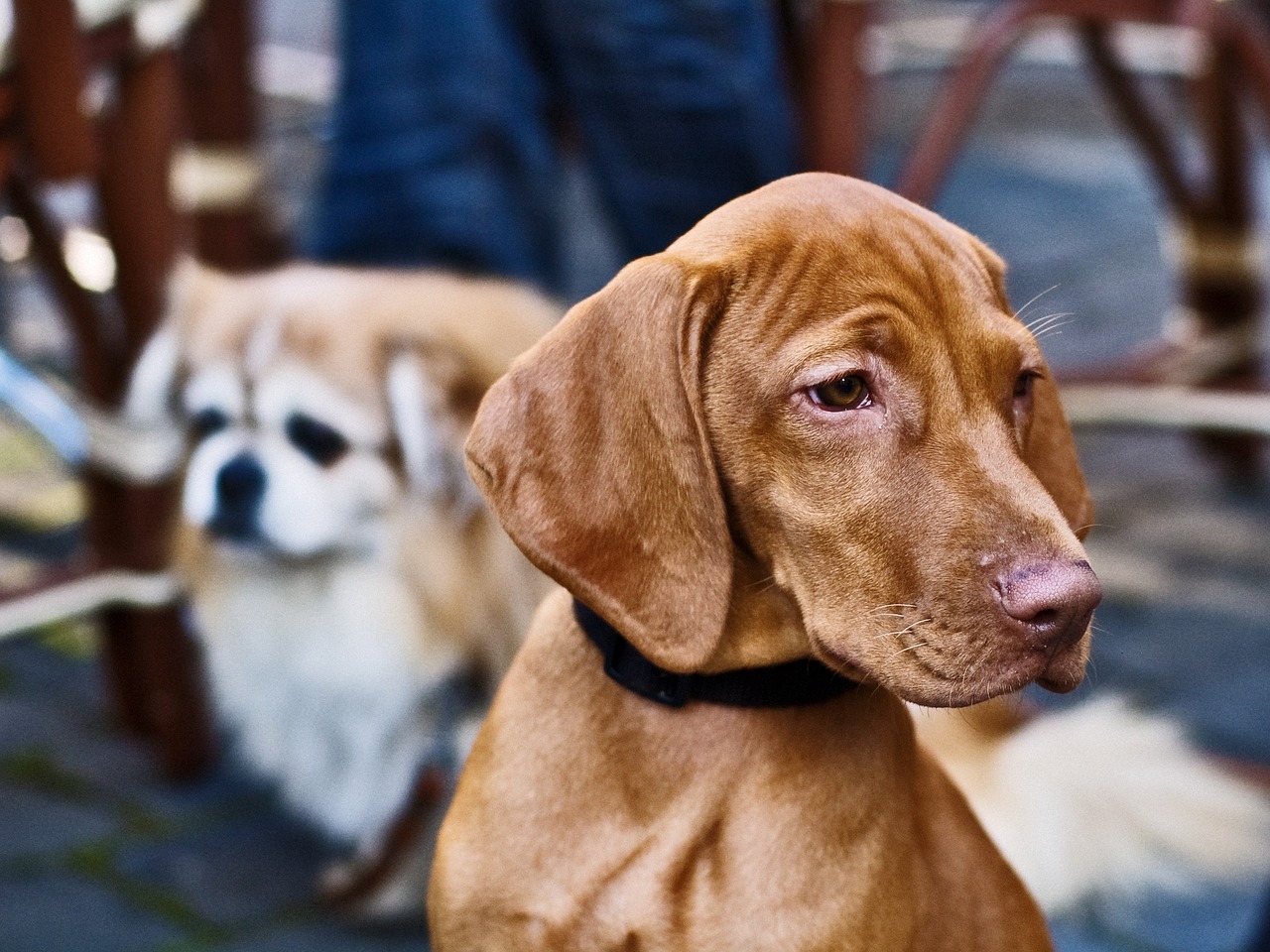 Image - dogs noble animal head fur pet