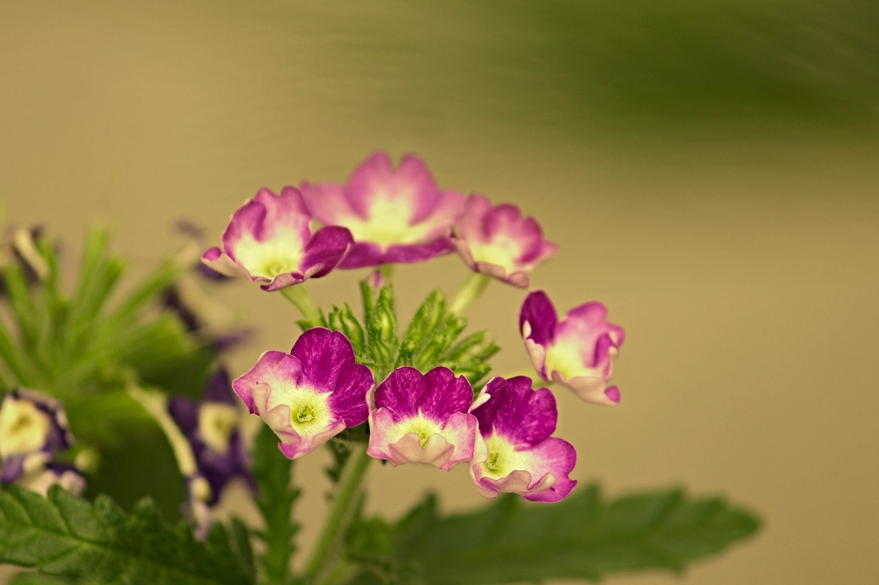 Image - verbena ornamental flower