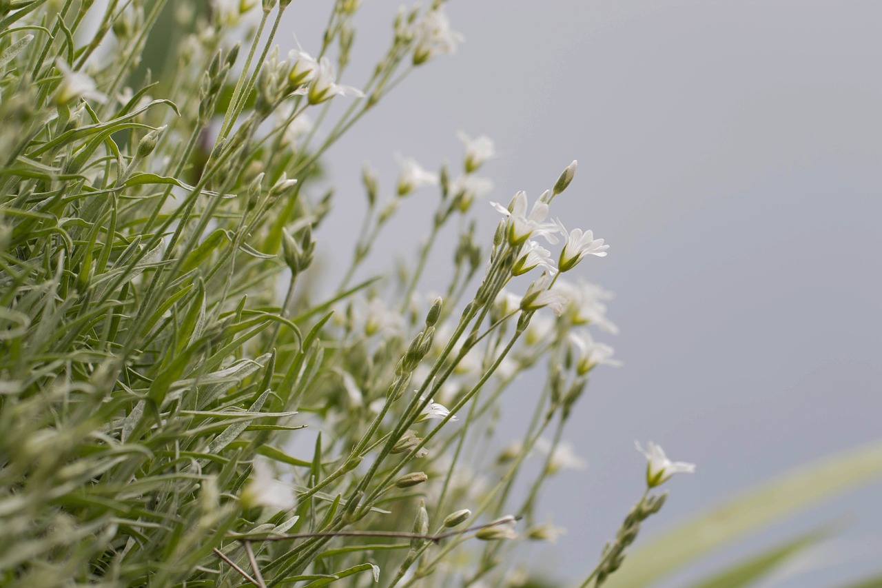 Image - margaritas forest plants flowers