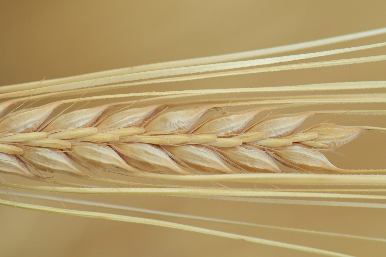 Image - barley close ear cereals grain