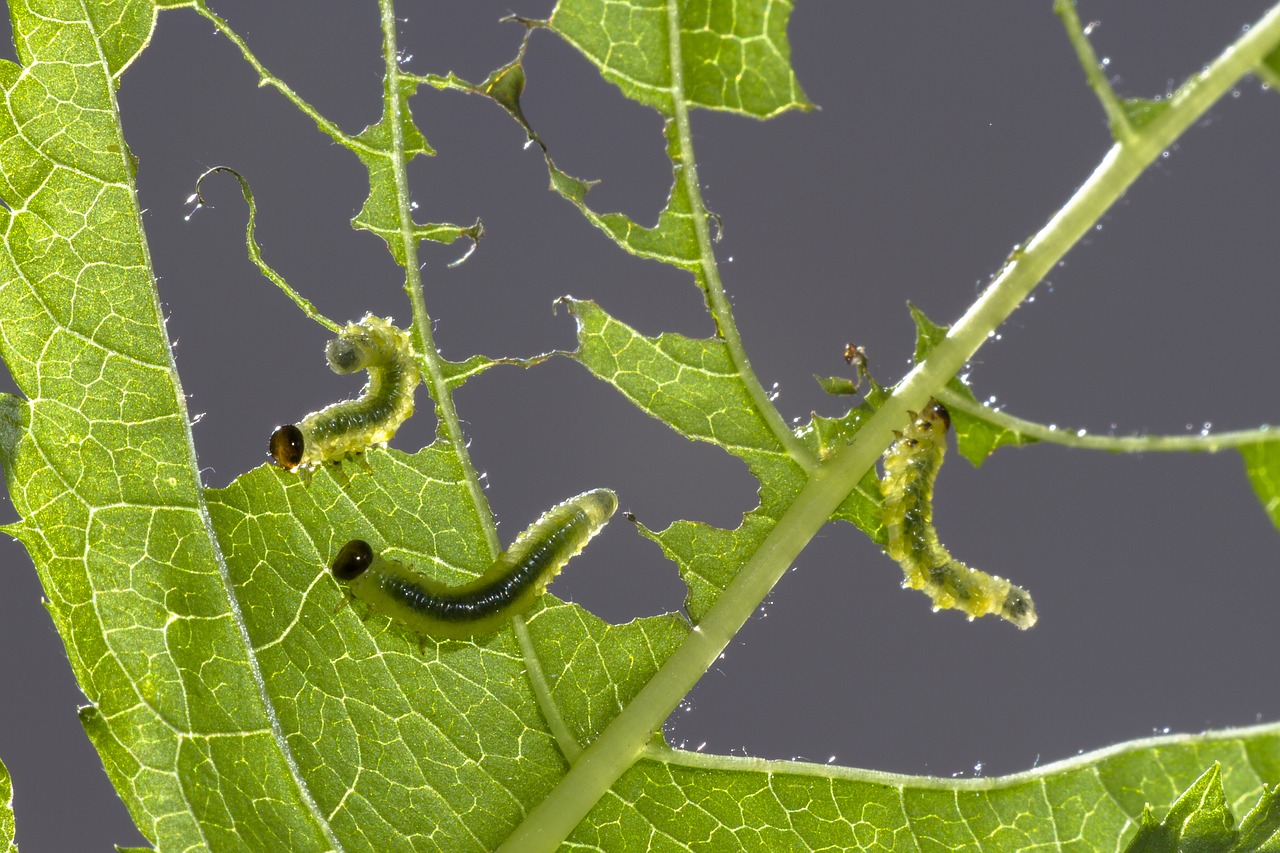 Image - sawflies larvae track leaf damage