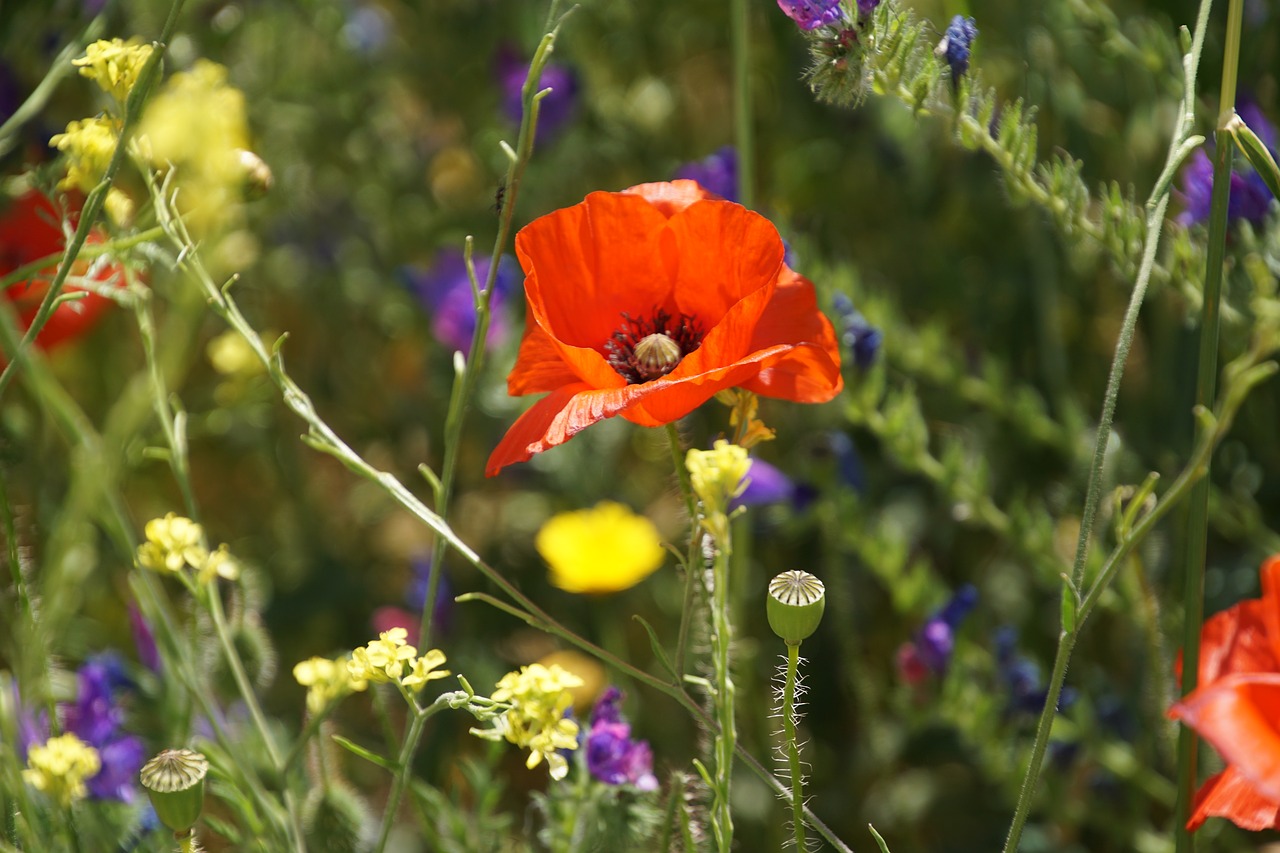 Image - klatschmohn poppy klatschrose