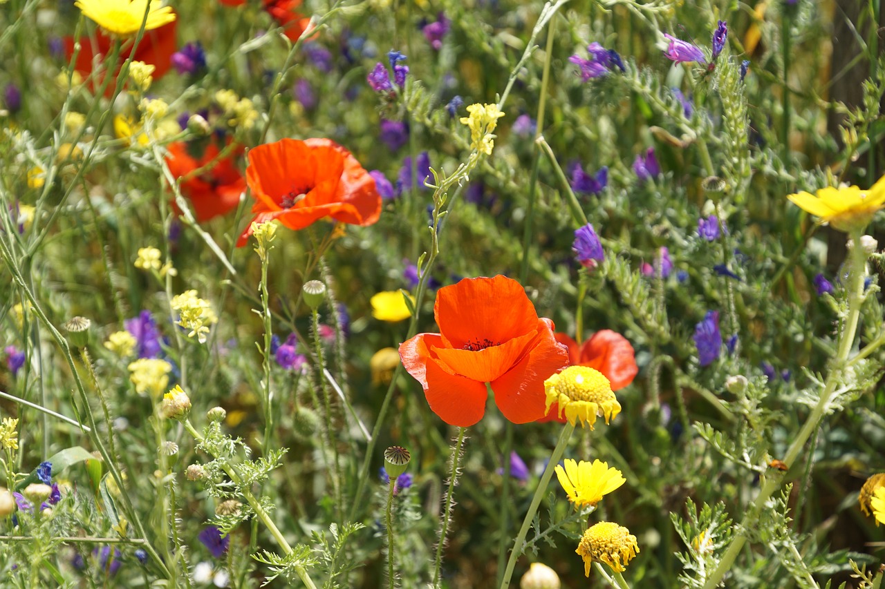 Image - klatschmohn poppy klatschrose