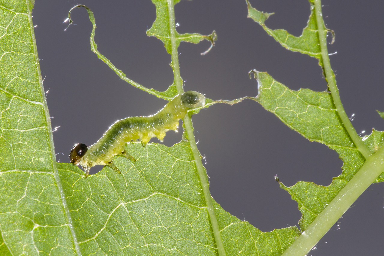 Image - sawflies larvae caterpillar