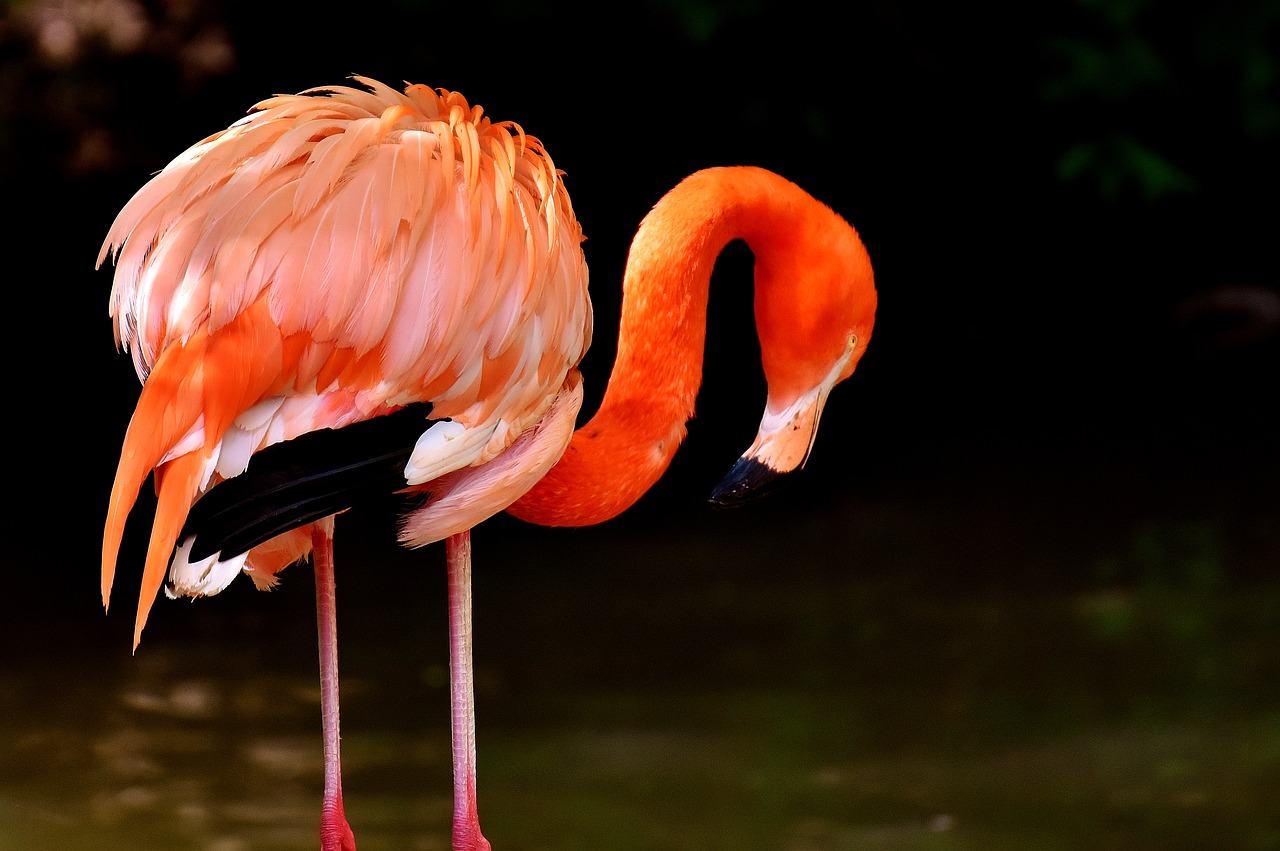 Image - flamingo birds water bird colorful