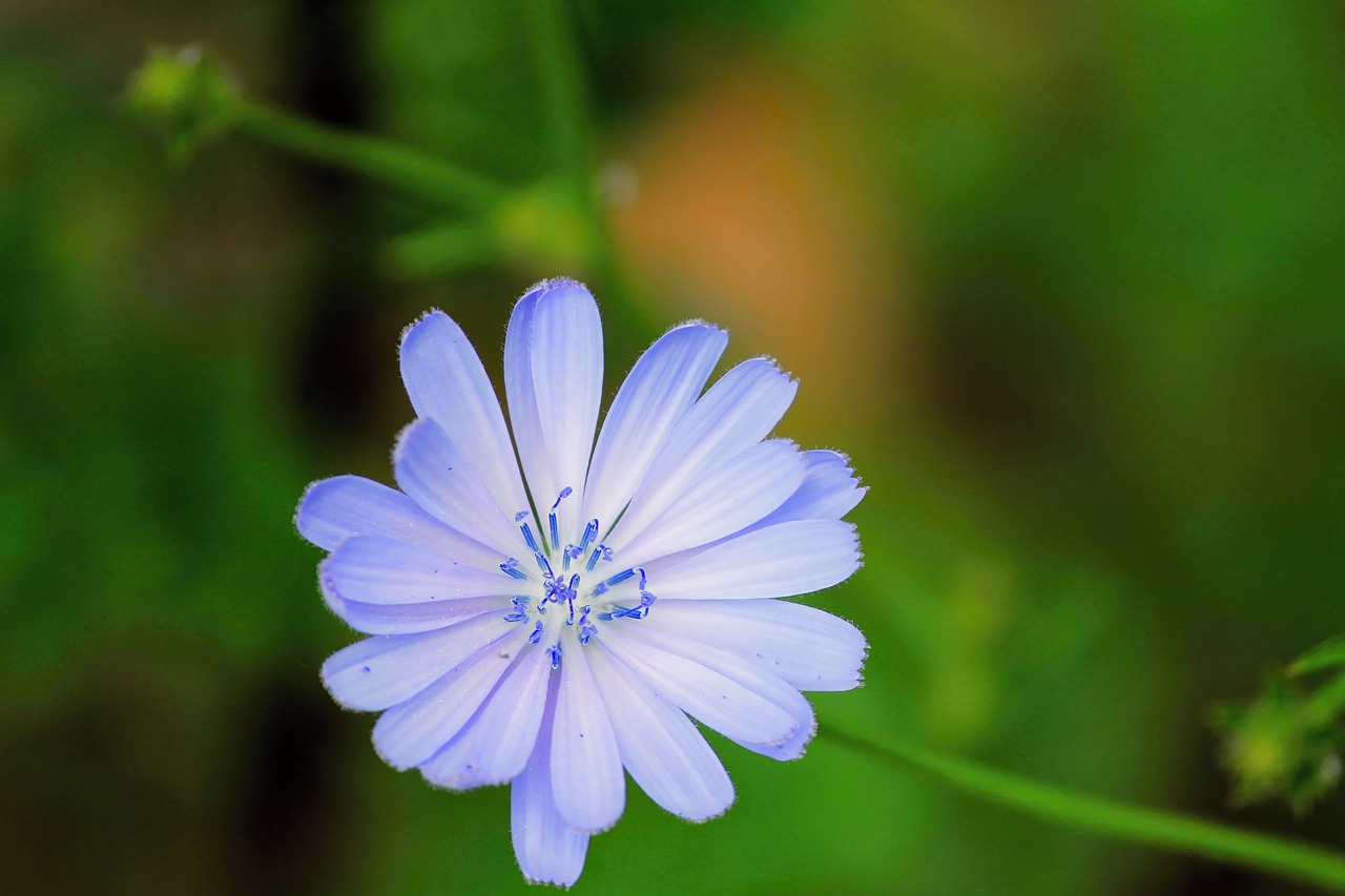 Image - chicory common chicory blossom