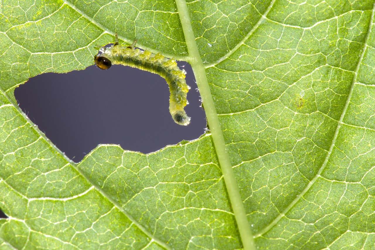 Image - sawflies larvae caterpillar