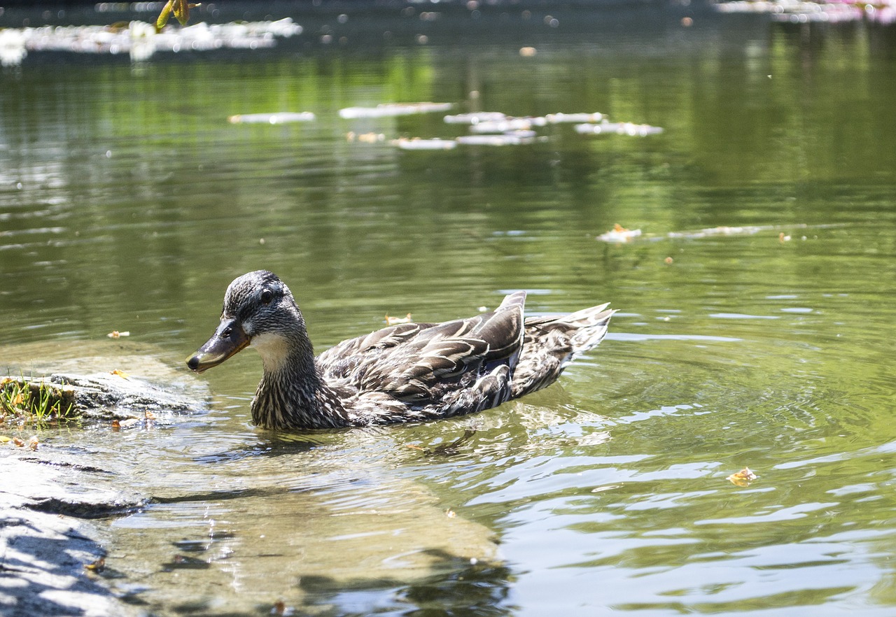Image - duck bird mallard female nature